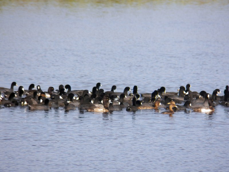 coots-n-things