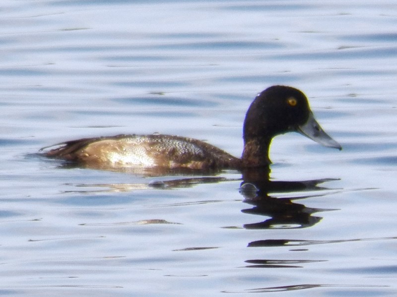 g-scaup