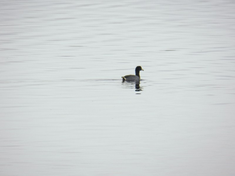 invisible-scaup