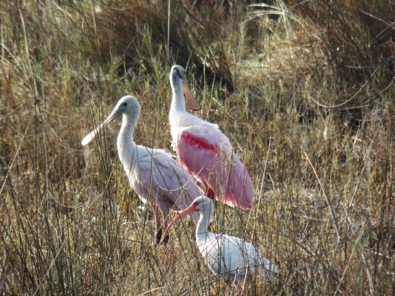 spoonbills-young-old