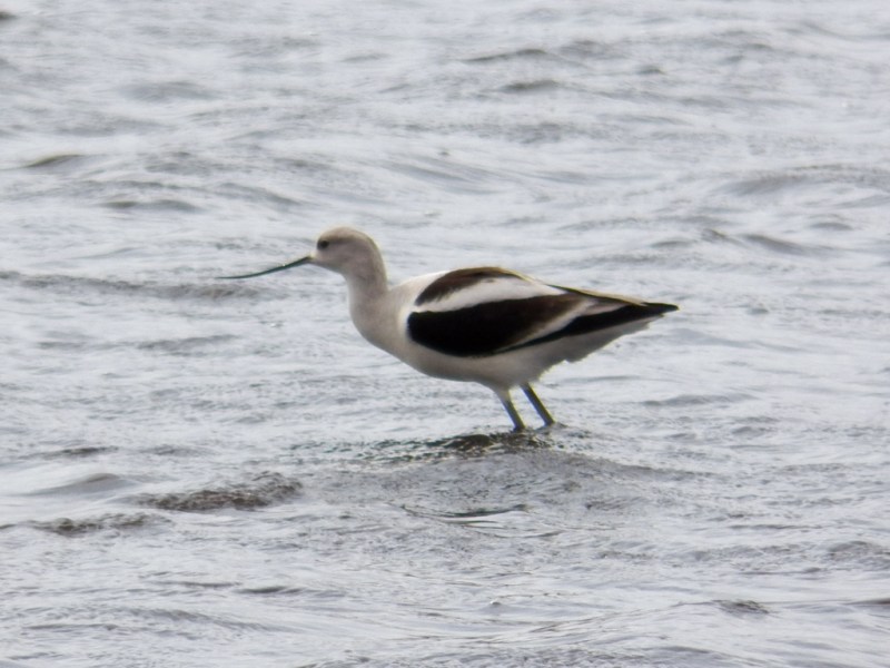 avocet-wind2
