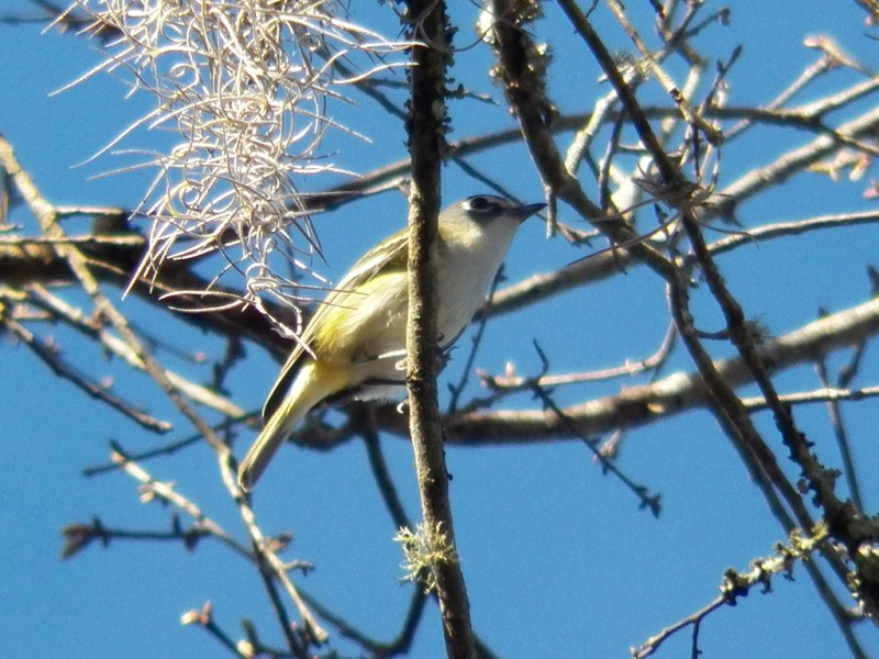 bh-vireo