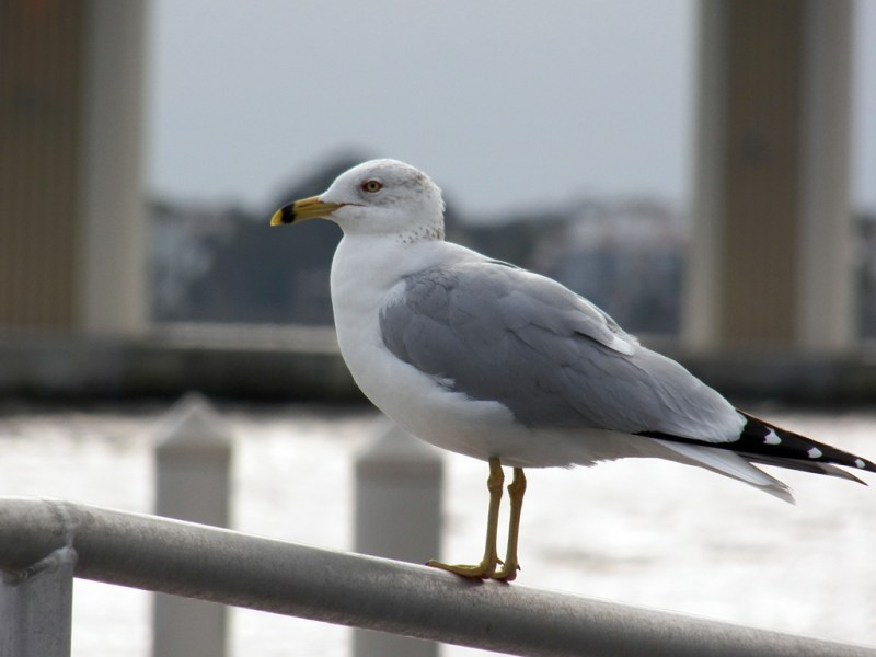 bored-gull