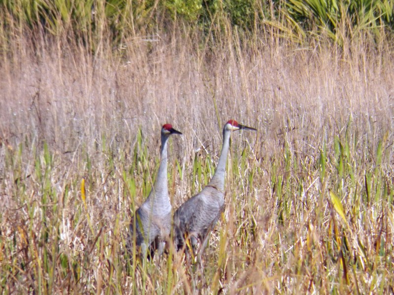 cranes
