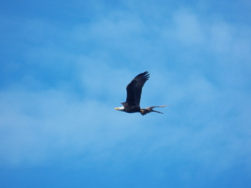 Eagle in flight with a bundle of roots