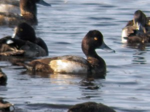 l-scaup-alt