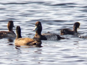 l-scaup-front