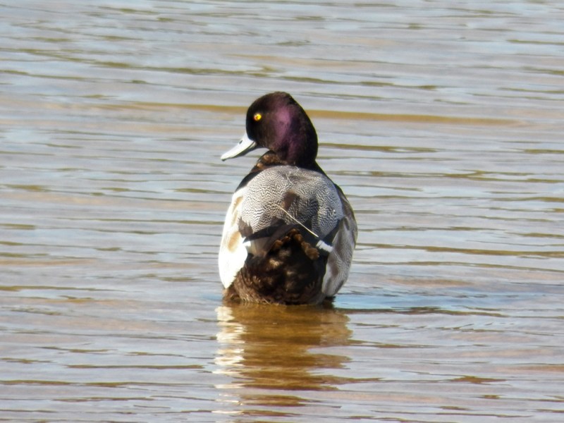 lesser-scaup