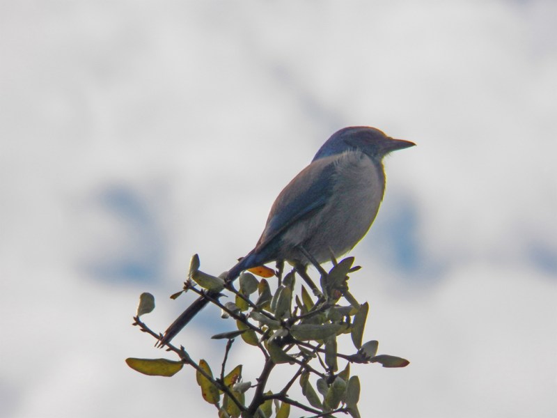 Florida Scrub Jay on the lookout