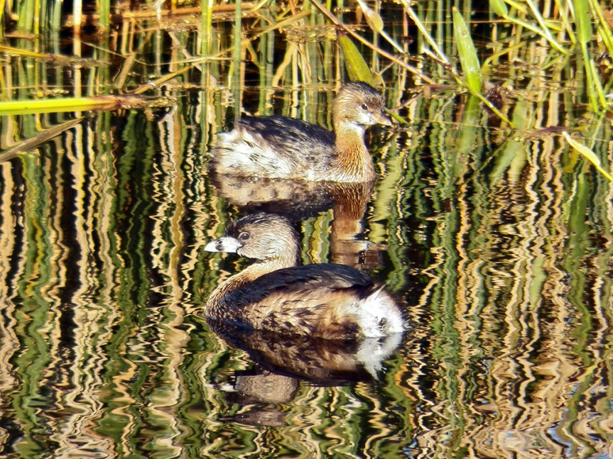 2-grebes