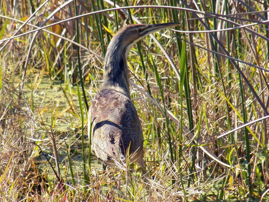 am-bittern