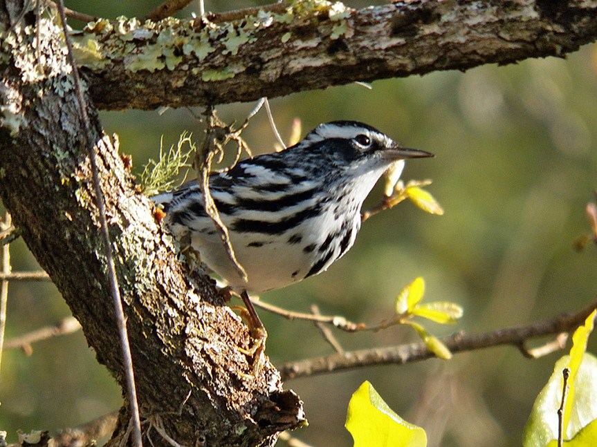 b-w-warbler