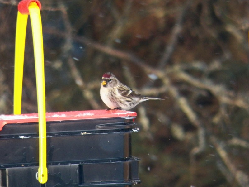 common-redpoll-feeder