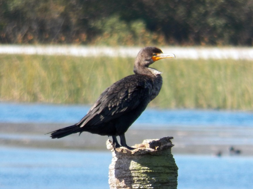 cormorant