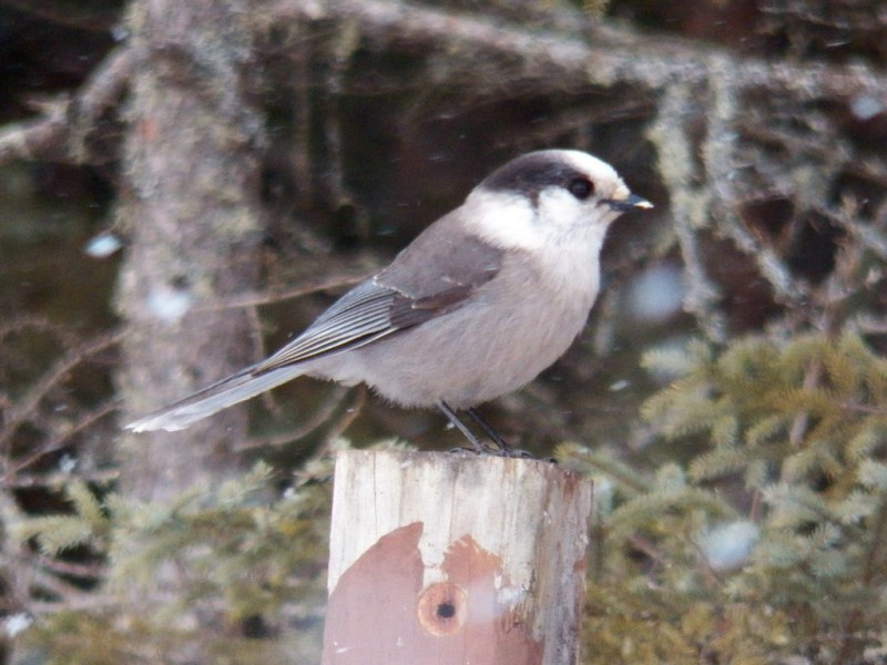 gray-jay
