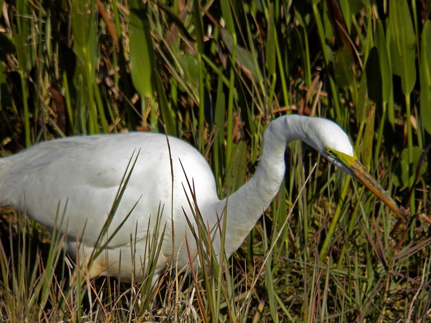 great-egret