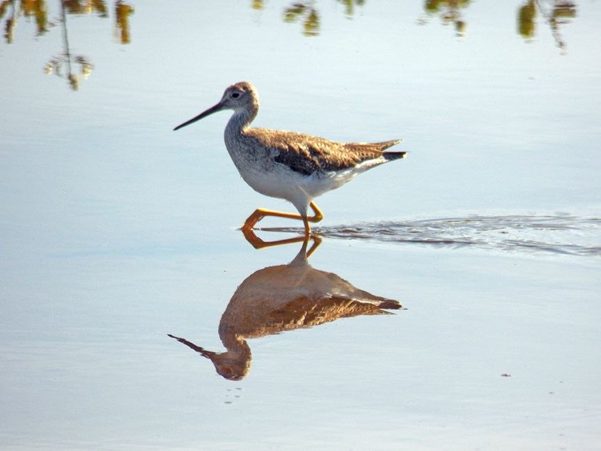 High-stepping Greater-yellowlegs.