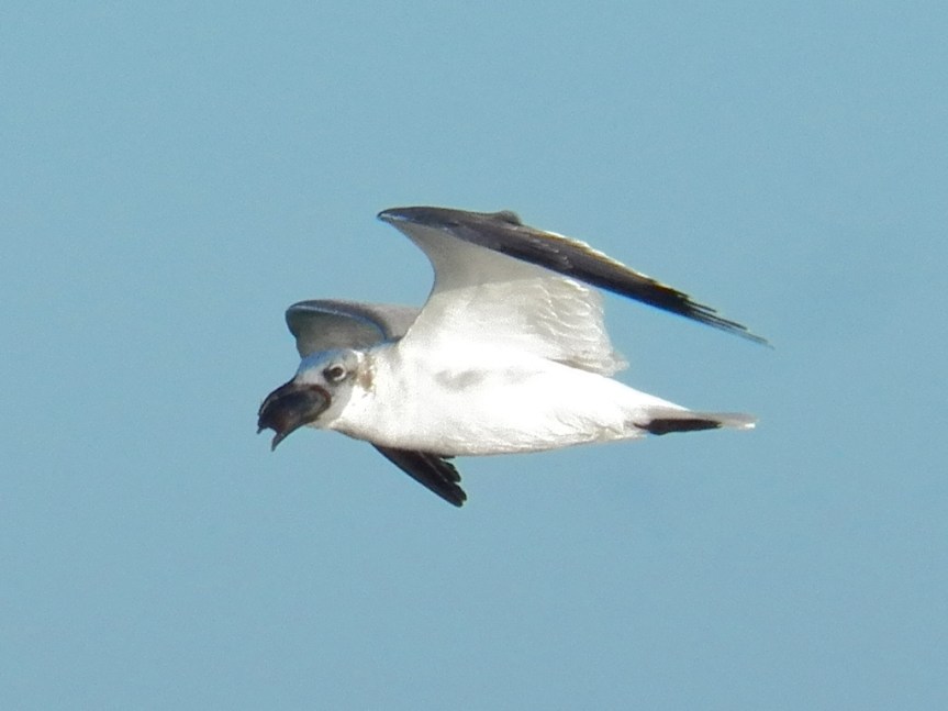 gull-with-something-in-bill