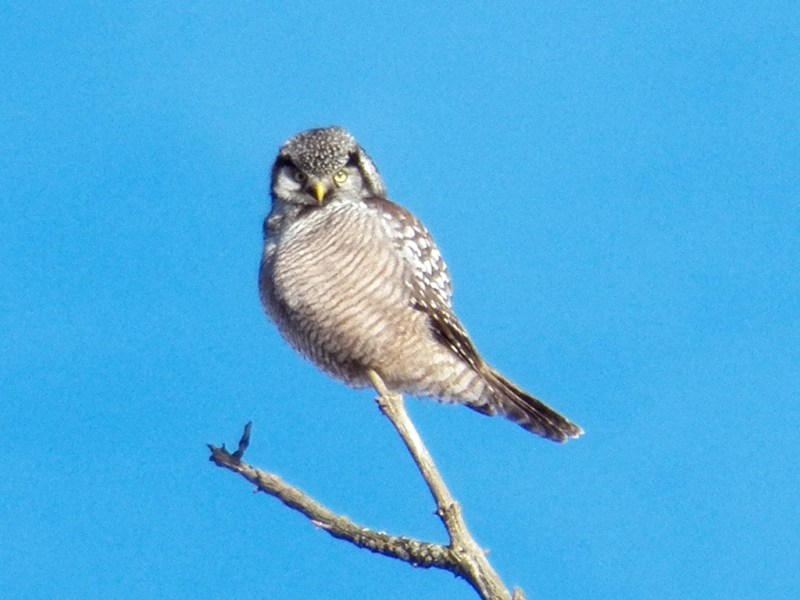 hawk-owl