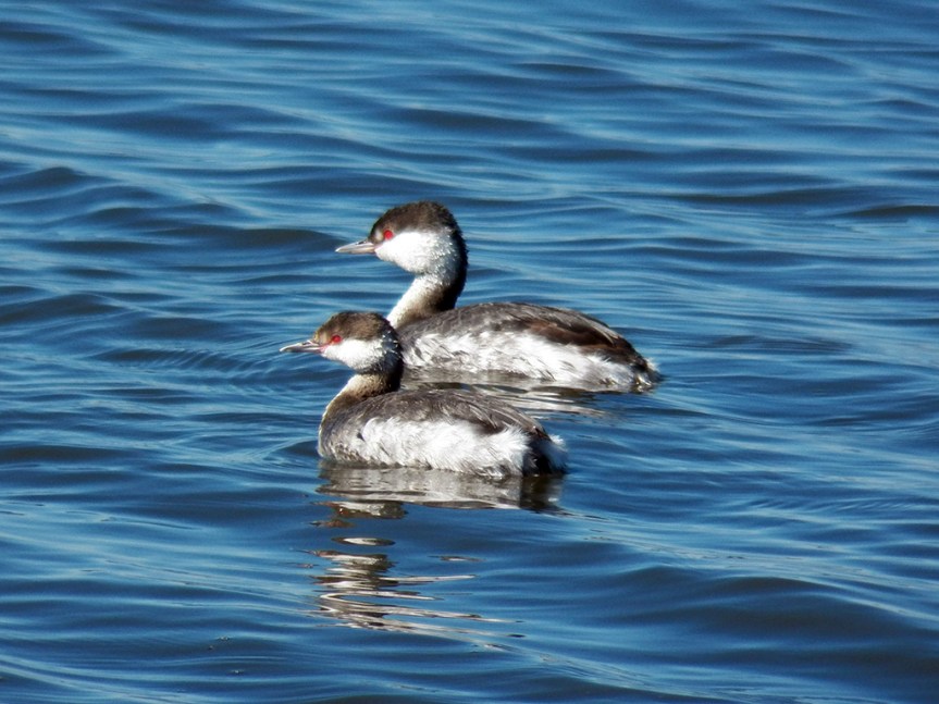 horned-grebes