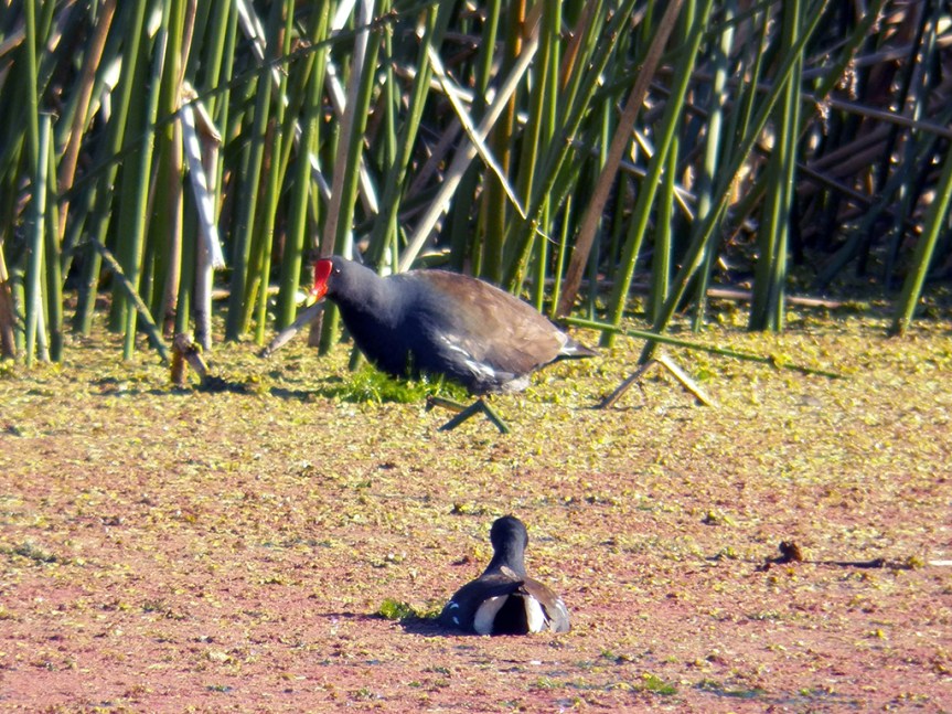 huge-gallinule