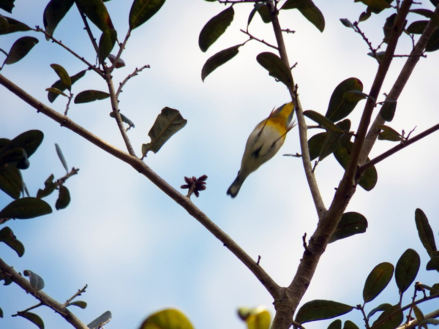 leaping-parula