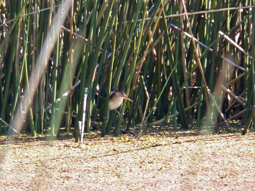 least-bittern2