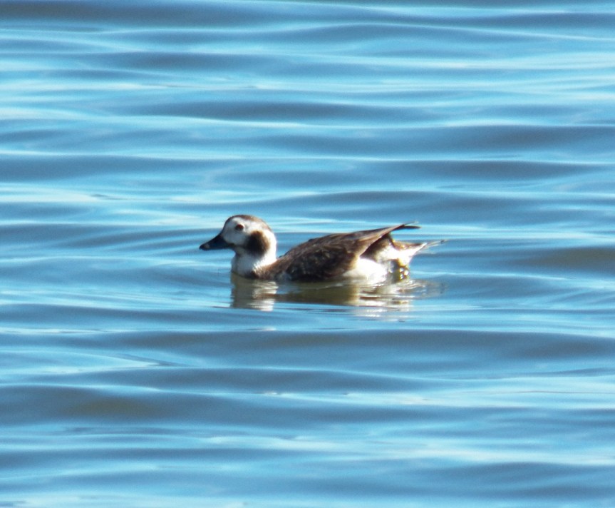 long-tailed-duck-7