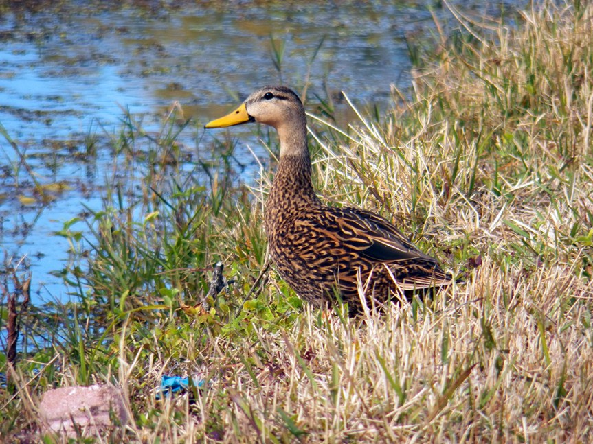 mottled-duck