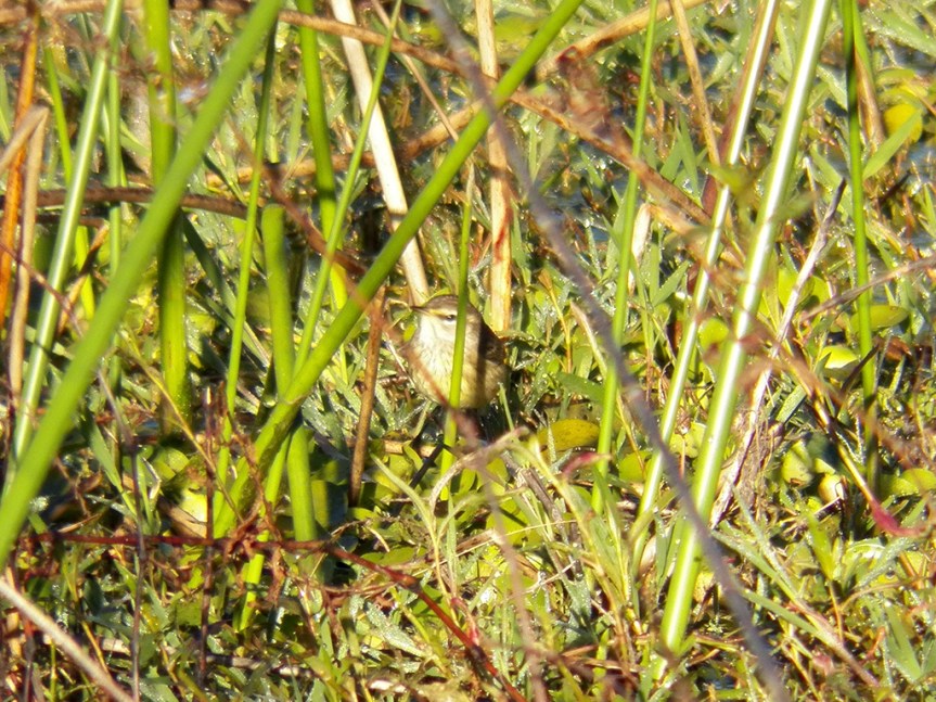 The Palm Warblers were happy to skitter around in the thick grasses.