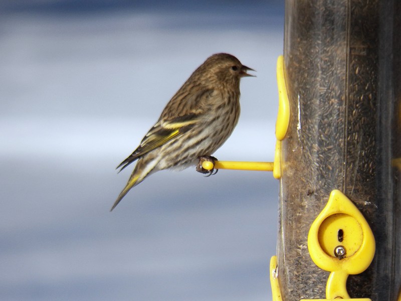 pine-siskin
