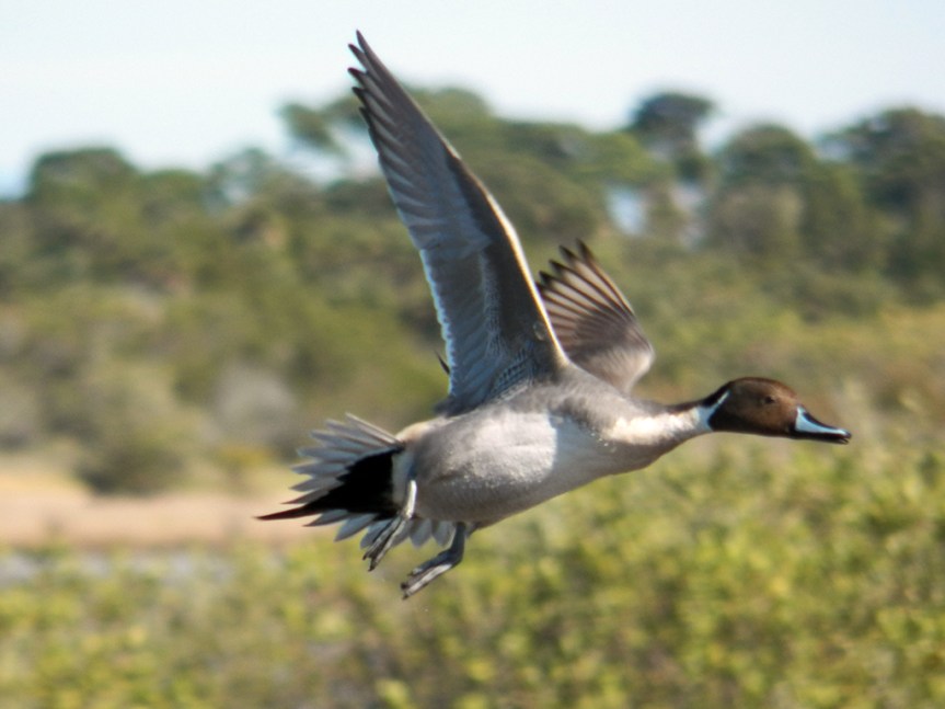 pintail-flight-MINWR