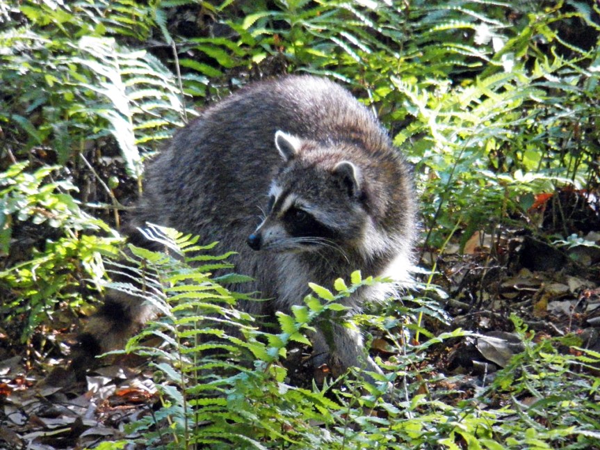 racoon