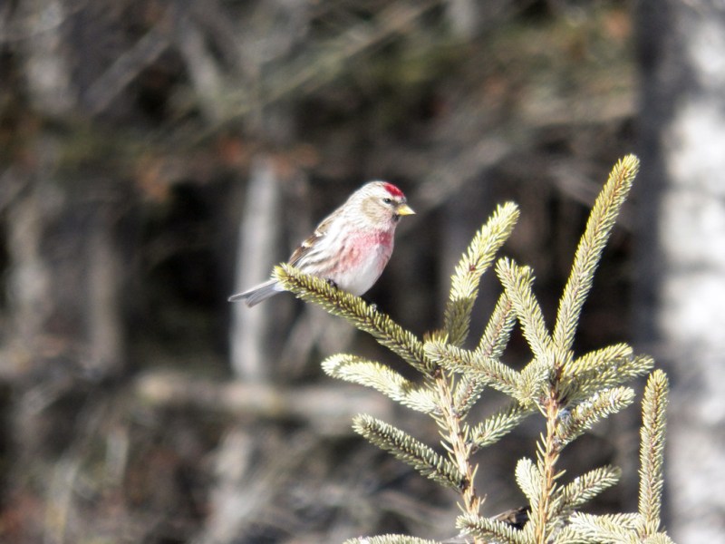redpoll-male