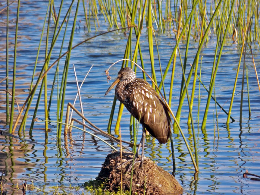 resting-limpkin