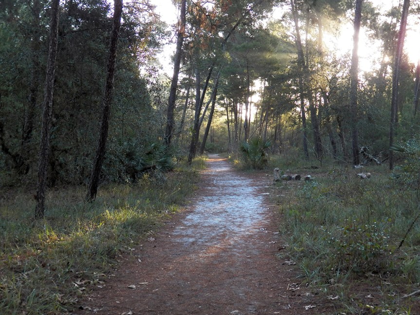 sand-pine-trail