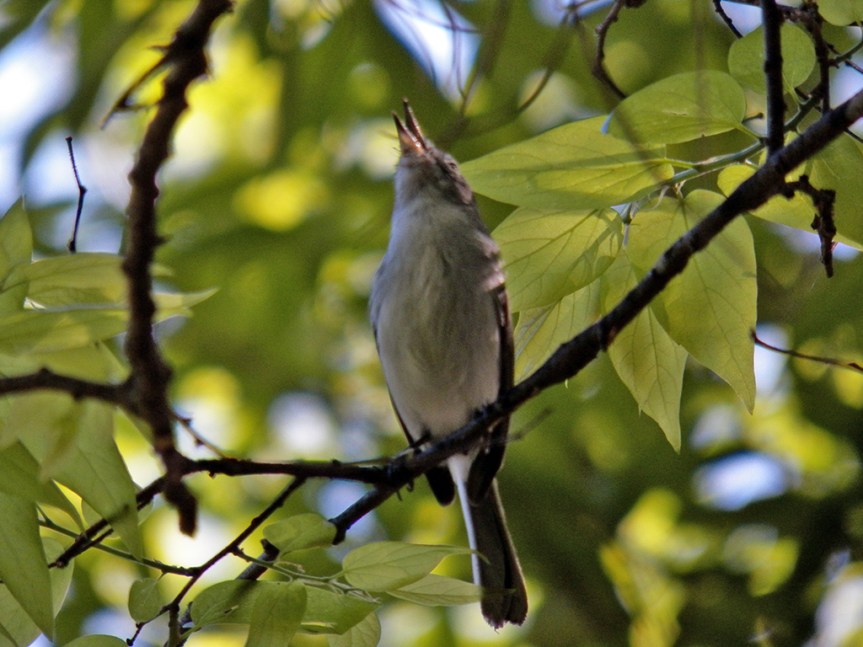singing--gnatcatcher