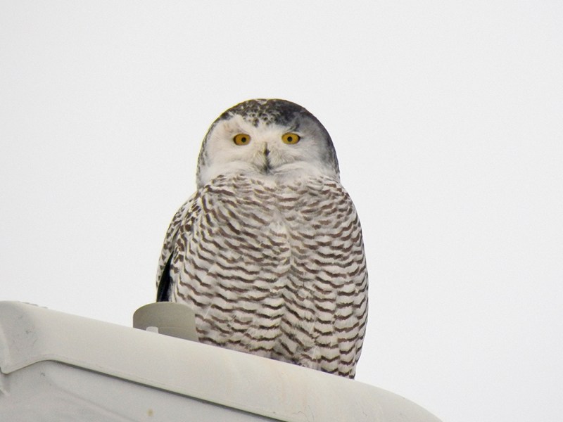 snowy owl