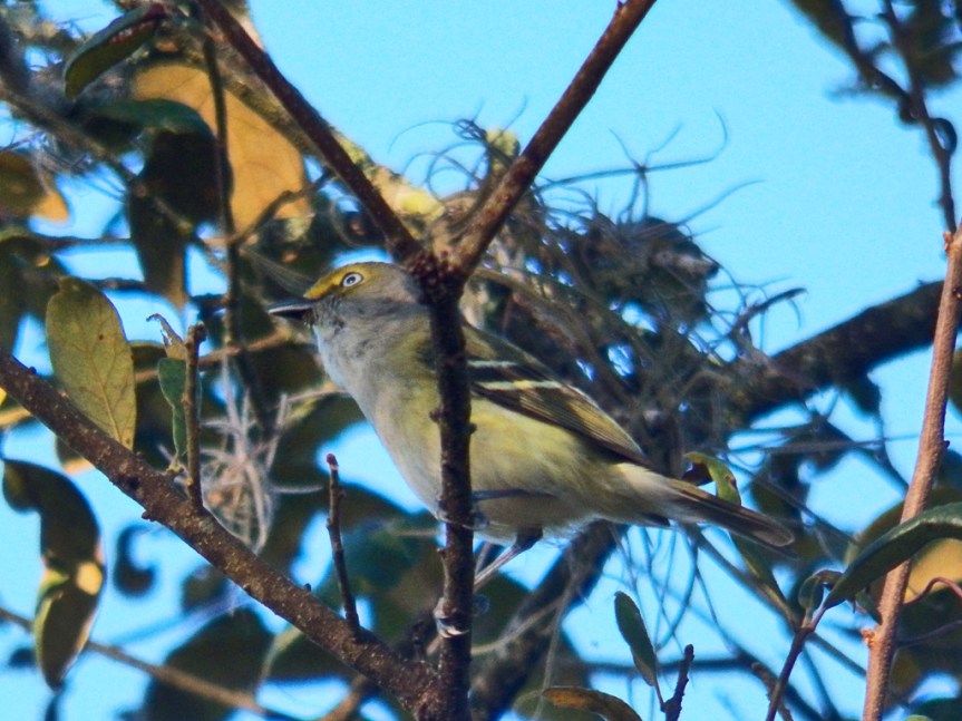 white-eyed-vireo