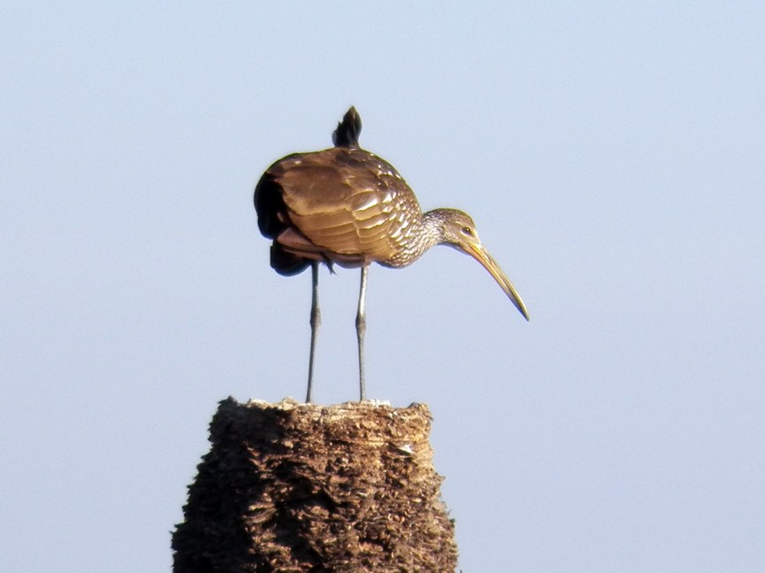 wind-blown-limpkin