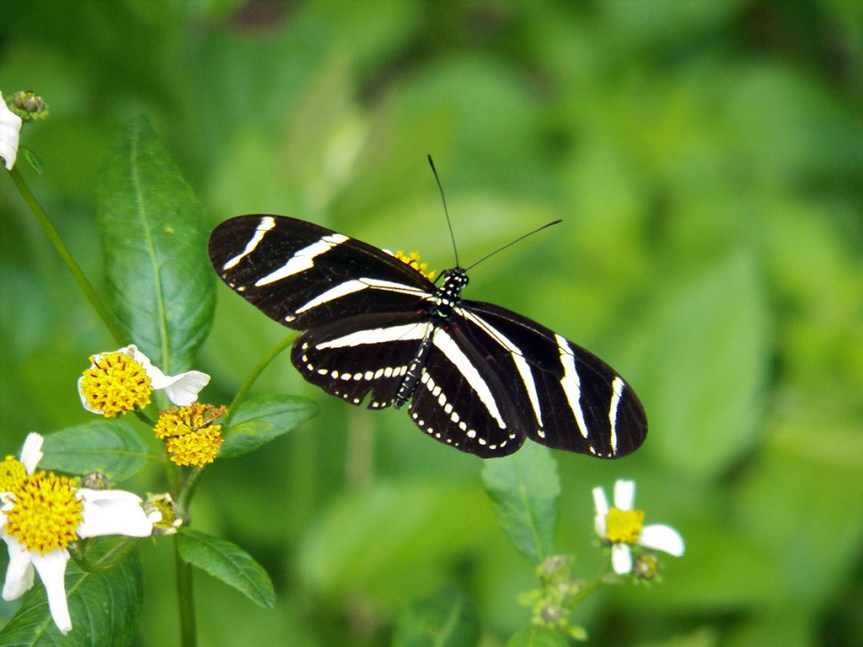 z-longwing