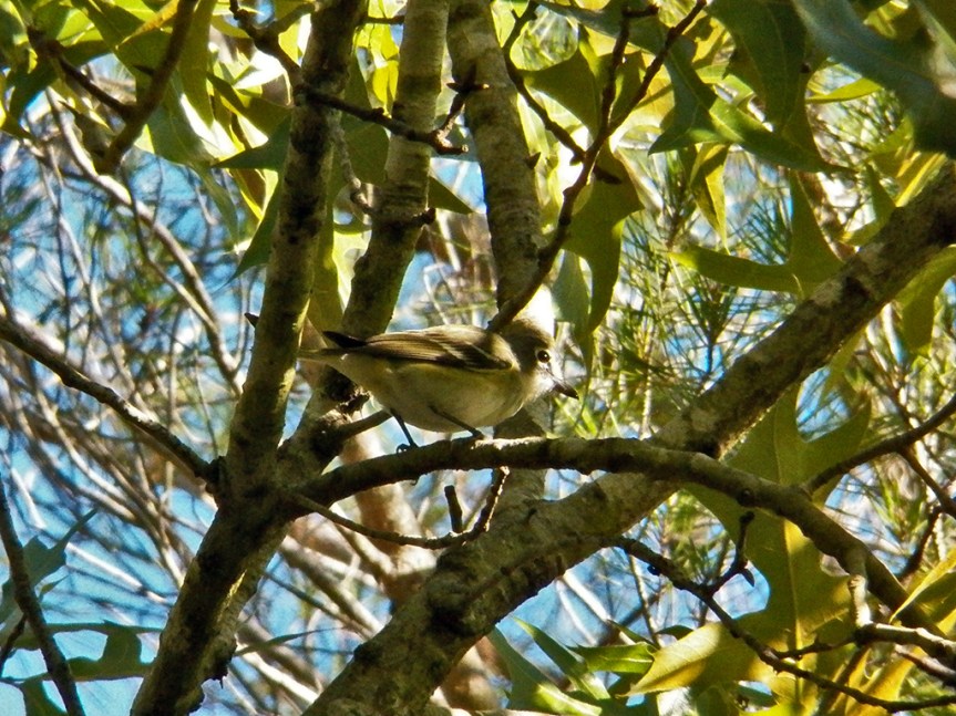 blue-headed-vireo