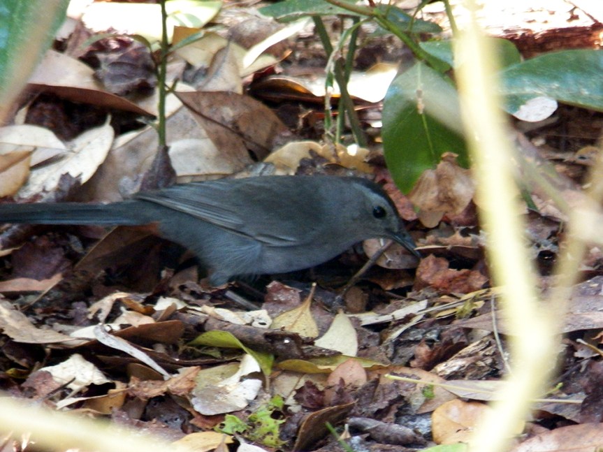 catbird