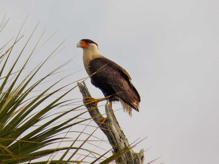crested-caracara