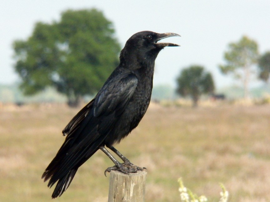crow