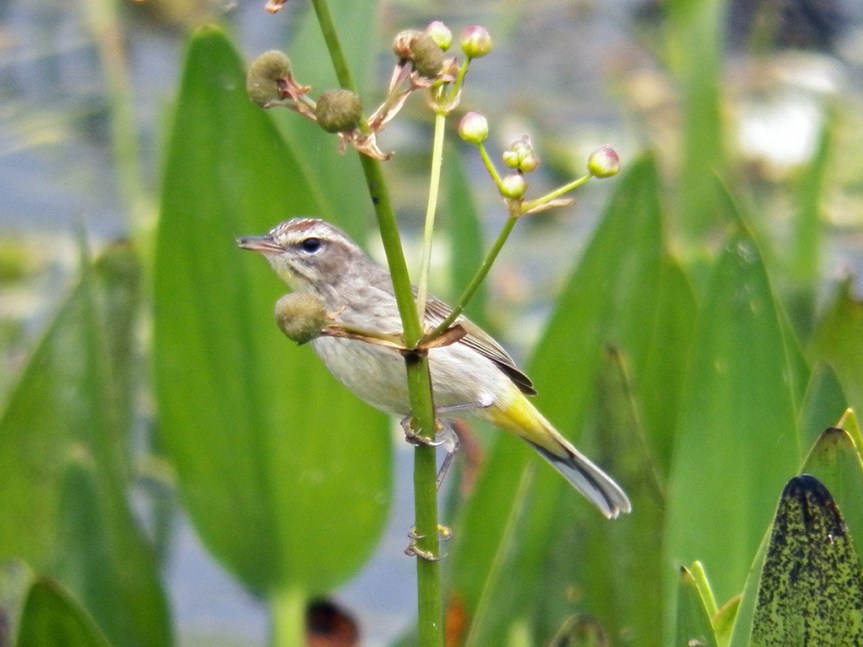 palm-warbler-2015-mar-01