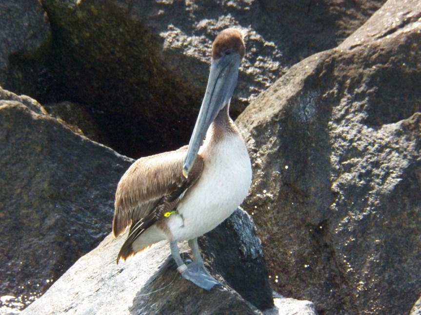 pelican-fishing-lure