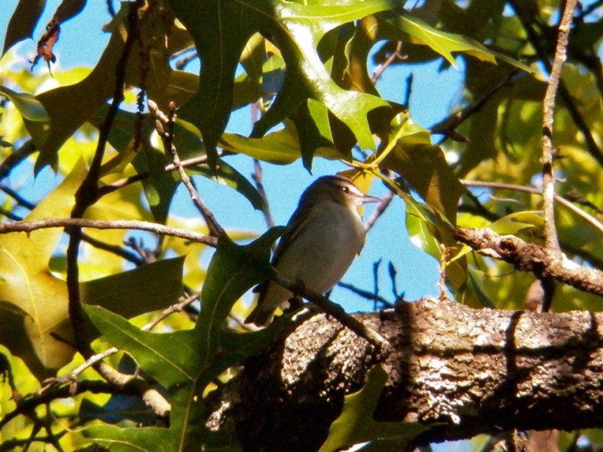 red-eyed-vireo