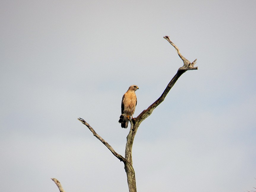 red-shouldered-hawk
