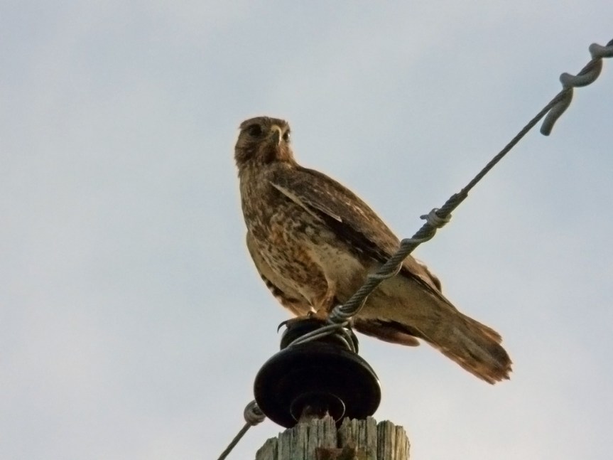 red-shouldered-hawk